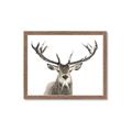 Picture of Deer Antler _GroupedProduct_Rectangle_Landscape_Photography _GroupedProduct_Rectangle_Landscape_Framed_Matted_