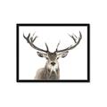 Picture of Deer Antler _GroupedProduct_Rectangle_Landscape_Photography _GroupedProduct_Rectangle_Landscape_Framed_Matted_