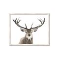 Picture of Deer Antler _GroupedProduct_Rectangle_Landscape_Photography _GroupedProduct_Rectangle_Landscape_Framed_Matted_