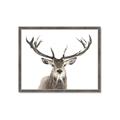 Picture of Deer Antler _GroupedProduct_Rectangle_Landscape_Photography _GroupedProduct_Rectangle_Landscape_Framed_Matted_