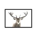 Picture of Deer Antler _GroupedProduct_Rectangle_Landscape_Photography _GroupedProduct_Rectangle_Landscape_Framed_Matted_