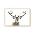 Picture of Deer Antler _GroupedProduct_Rectangle_Landscape_Photography _GroupedProduct_Rectangle_Landscape_Framed_Matted_