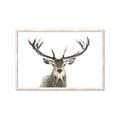 Picture of Deer Antler _GroupedProduct_Rectangle_Landscape_Photography _GroupedProduct_Rectangle_Landscape_Framed_Matted_