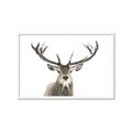 Picture of Deer Antler _GroupedProduct_Rectangle_Landscape_Photography _GroupedProduct_Rectangle_Landscape_Framed_Matted_