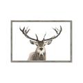 Picture of Deer Antler _GroupedProduct_Rectangle_Landscape_Photography _GroupedProduct_Rectangle_Landscape_Framed_Matted_