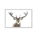 Picture of Deer Antler _GroupedProduct_Rectangle_Landscape_Photography _GroupedProduct_Rectangle_Landscape_Framed_Matted_