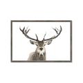 Picture of Deer Antler _GroupedProduct_Rectangle_Landscape_Photography _GroupedProduct_Rectangle_Landscape_Framed_Matted_