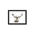 Picture of Deer Antler _GroupedProduct_Rectangle_Landscape_Photography _GroupedProduct_Rectangle_Landscape_Framed_Matted_