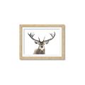 Picture of Deer Antler _GroupedProduct_Rectangle_Landscape_Photography _GroupedProduct_Rectangle_Landscape_Framed_Matted_