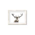 Picture of Deer Antler _GroupedProduct_Rectangle_Landscape_Photography _GroupedProduct_Rectangle_Landscape_Framed_Matted_