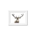 Picture of Deer Antler _GroupedProduct_Rectangle_Landscape_Photography _GroupedProduct_Rectangle_Landscape_Framed_Matted_