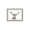 Picture of Deer Antler _GroupedProduct_Rectangle_Landscape_Photography _GroupedProduct_Rectangle_Landscape_Framed_Matted_