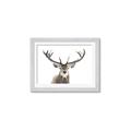 Picture of Deer Antler _GroupedProduct_Rectangle_Landscape_Photography _GroupedProduct_Rectangle_Landscape_Framed_Matted_