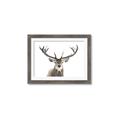 Picture of Deer Antler _GroupedProduct_Rectangle_Landscape_Photography _GroupedProduct_Rectangle_Landscape_Framed_Matted_