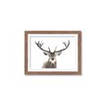 Picture of Deer Antler _GroupedProduct_Rectangle_Landscape_Photography _GroupedProduct_Rectangle_Landscape_Framed_Matted_
