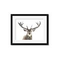 Picture of Deer Antler _GroupedProduct_Rectangle_Landscape_Photography _GroupedProduct_Rectangle_Landscape_Framed_Matted_