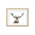 Picture of Deer Antler _GroupedProduct_Rectangle_Landscape_Photography _GroupedProduct_Rectangle_Landscape_Framed_Matted_