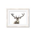 Picture of Deer Antler _GroupedProduct_Rectangle_Landscape_Photography _GroupedProduct_Rectangle_Landscape_Framed_Matted_