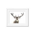 Picture of Deer Antler _GroupedProduct_Rectangle_Landscape_Photography _GroupedProduct_Rectangle_Landscape_Framed_Matted_