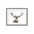 Picture of Deer Antler _GroupedProduct_Rectangle_Landscape_Photography _GroupedProduct_Rectangle_Landscape_Framed_Matted_