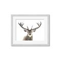 Picture of Deer Antler _GroupedProduct_Rectangle_Landscape_Photography _GroupedProduct_Rectangle_Landscape_Framed_Matted_