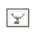 Picture of Deer Antler _GroupedProduct_Rectangle_Landscape_Photography _GroupedProduct_Rectangle_Landscape_Framed_Matted_