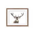 Picture of Deer Antler _GroupedProduct_Rectangle_Landscape_Photography _GroupedProduct_Rectangle_Landscape_Framed_Matted_