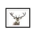 Picture of Deer Antler _GroupedProduct_Rectangle_Landscape_Photography _GroupedProduct_Rectangle_Landscape_Framed_Matted_