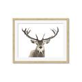 Picture of Deer Antler _GroupedProduct_Rectangle_Landscape_Photography _GroupedProduct_Rectangle_Landscape_Framed_Matted_