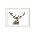 Picture of Deer Antler _GroupedProduct_Rectangle_Landscape_Photography _GroupedProduct_Rectangle_Landscape_Framed_Matted_