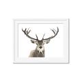 Picture of Deer Antler _GroupedProduct_Rectangle_Landscape_Photography _GroupedProduct_Rectangle_Landscape_Framed_Matted_
