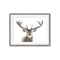 Picture of Deer Antler _GroupedProduct_Rectangle_Landscape_Photography _GroupedProduct_Rectangle_Landscape_Framed_Matted_
