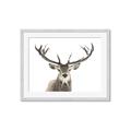 Picture of Deer Antler _GroupedProduct_Rectangle_Landscape_Photography _GroupedProduct_Rectangle_Landscape_Framed_Matted_