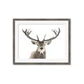 Picture of Deer Antler _GroupedProduct_Rectangle_Landscape_Photography _GroupedProduct_Rectangle_Landscape_Framed_Matted_