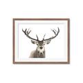 Picture of Deer Antler _GroupedProduct_Rectangle_Landscape_Photography _GroupedProduct_Rectangle_Landscape_Framed_Matted_