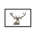 Picture of Deer Antler _GroupedProduct_Rectangle_Landscape_Photography _GroupedProduct_Rectangle_Landscape_Framed_Matted_