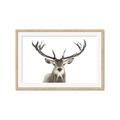 Picture of Deer Antler _GroupedProduct_Rectangle_Landscape_Photography _GroupedProduct_Rectangle_Landscape_Framed_Matted_