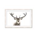 Picture of Deer Antler _GroupedProduct_Rectangle_Landscape_Photography _GroupedProduct_Rectangle_Landscape_Framed_Matted_