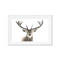 Picture of Deer Antler _GroupedProduct_Rectangle_Landscape_Photography _GroupedProduct_Rectangle_Landscape_Framed_Matted_