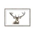 Picture of Deer Antler _GroupedProduct_Rectangle_Landscape_Photography _GroupedProduct_Rectangle_Landscape_Framed_Matted_