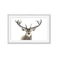 Picture of Deer Antler _GroupedProduct_Rectangle_Landscape_Photography _GroupedProduct_Rectangle_Landscape_Framed_Matted_