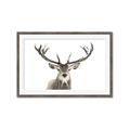 Picture of Deer Antler _GroupedProduct_Rectangle_Landscape_Photography _GroupedProduct_Rectangle_Landscape_Framed_Matted_