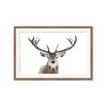 Picture of Deer Antler _GroupedProduct_Rectangle_Landscape_Photography _GroupedProduct_Rectangle_Landscape_Framed_Matted_
