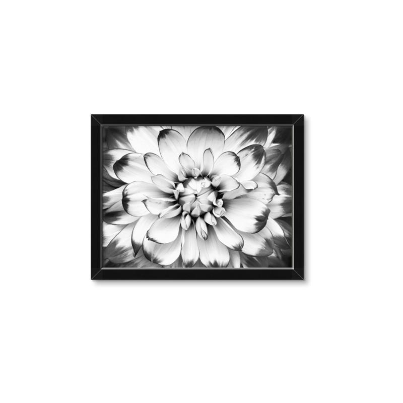 Picture of Black and White Flower _GroupedProduct_Rectangle_Landscape_Photography _GroupedProduct_Rectangle_Landscape_Framed_Matted_