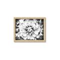 Picture of Black and White Flower _GroupedProduct_Rectangle_Landscape_Photography _GroupedProduct_Rectangle_Landscape_Framed_Matted_