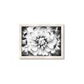 Picture of Black and White Flower _GroupedProduct_Rectangle_Landscape_Photography _GroupedProduct_Rectangle_Landscape_Framed_Matted_