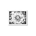 Picture of Black and White Flower _GroupedProduct_Rectangle_Landscape_Photography _GroupedProduct_Rectangle_Landscape_Framed_Matted_