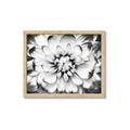 Picture of Black and White Flower _GroupedProduct_Rectangle_Landscape_Photography _GroupedProduct_Rectangle_Landscape_Framed_Matted_