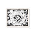 Picture of Black and White Flower _GroupedProduct_Rectangle_Landscape_Photography _GroupedProduct_Rectangle_Landscape_Framed_Matted_