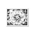 Picture of Black and White Flower _GroupedProduct_Rectangle_Landscape_Photography _GroupedProduct_Rectangle_Landscape_Framed_Matted_